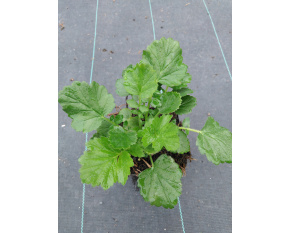 Geum chiloense ‘Feuerball’