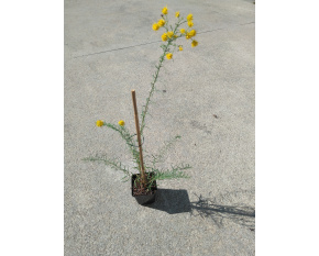 Aster linosyris