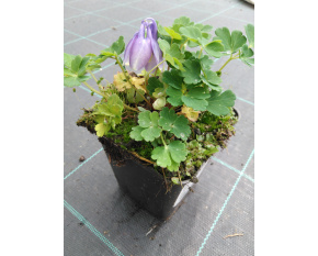 Aquilegia flabellata ‘Blue and White’