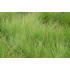 Festuca ‘Walberla’