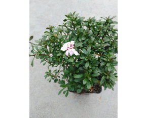 Iberis sempervirens ‘Pink Ice’