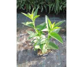 Veronica longifolia ‘First Lady’