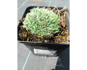 Dianthus subacaulis ‘Vera’