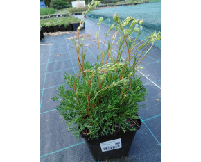 Saxifraga trifurcata