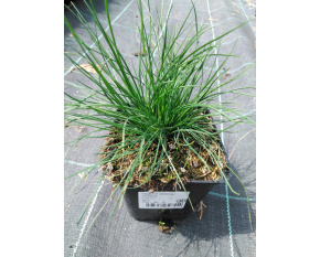 Festuca cinerea ‘Festina’
