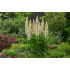 Lupinus polyphyllus ‘Gallery White’