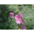 Lavatera olbia ‘Rosea’