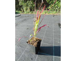 Imperata cylindrica ‘Red Baron’
