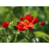 Geum chiloense ‘Feuerball’