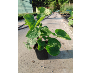Brunnera macrophylla