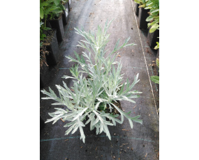 Artemisia ludoviciana ‘Silver Queen’