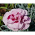 Dianthus plumarius ‘Angel of Virtue’