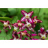 Epimedium x rubrum