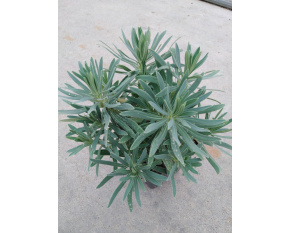 Euphorbia characias subsp. wulfenii