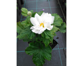 Anemone japonica ‘Whirlwind’