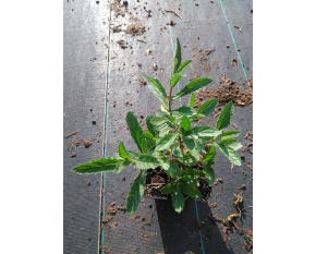 Verbena bonariensis