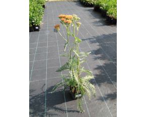 Achillea millefolium ‘Terracotta’