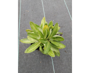 Primula halleri