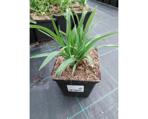 Hemerocallis ‘Sammy Russell’