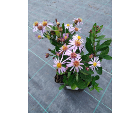 Aster ageratoides var. adustus ‘Nanus’