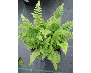 Dryopteris filix-mas