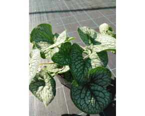 Brunnera macrophylla ‘Sea Heart’