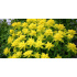 Euphorbia polychroma ‘Senior’