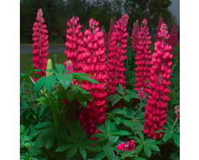 Lupinus polyphyllus ‘Gallery Red’
