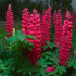 Lupinus polyphyllus ‘Gallery Red’