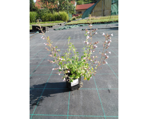 Calamintha nepeta ‘Blue Cloud’