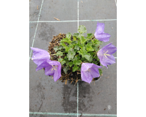 Campanula carpatica ‘Pearl Deep Blue’