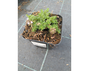 Thymus serpyllum ‘Pink Chintz’