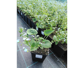 Brunnera macrophylla