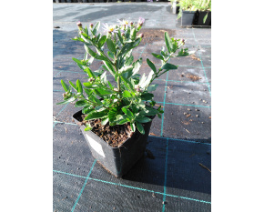 Aster ageratoides var. adustus ‘Nanus’