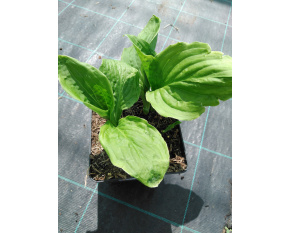 Hosta ‘Honeybells’