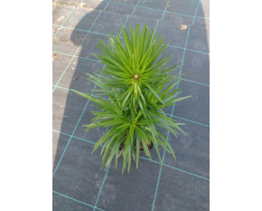 Liatris spicata