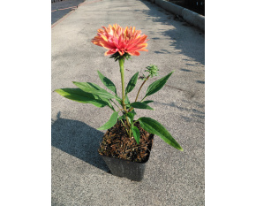 Echinacea ‘SunSeekers Rainbow’