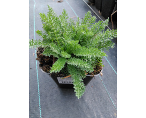 Achillea millefolium ‘Desert Eve Deep Rose’