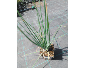 Allium schoenoprassum
