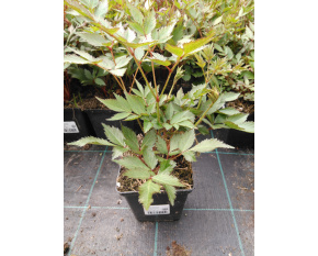 Astilbe japonica ‘Peach Blossom’