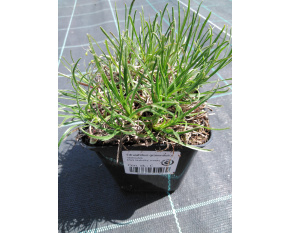 Edraianthus graminifolius