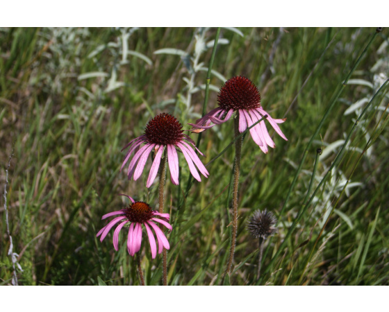 Echinacea angustifolia