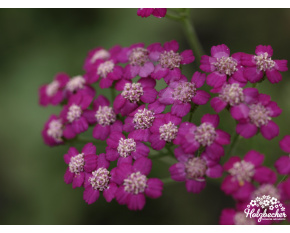 Achillea millefolium ‘Cerise Queen’