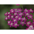 Achillea millefolium ‘Cerise Queen’