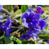Pulmonaria ‘Blue Ensign’