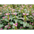 Chelone obliqua