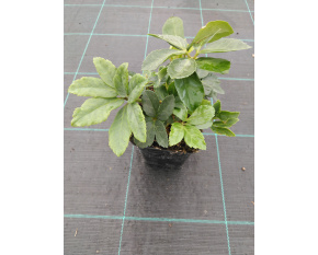Helleborus niger