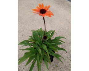 Echinacea ‘SunSeekers Clementine’
