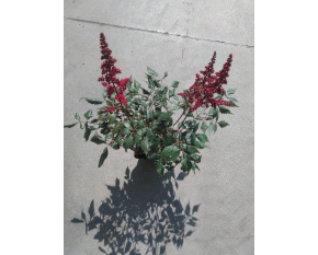 Astilbe x arendsii ‘Fanal’