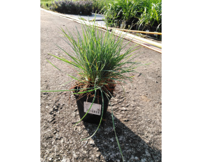 Koeleria glauca ‘Coolio’